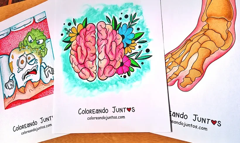 Dibujos del cuerpo humano coloreados por Coloreando Juntos