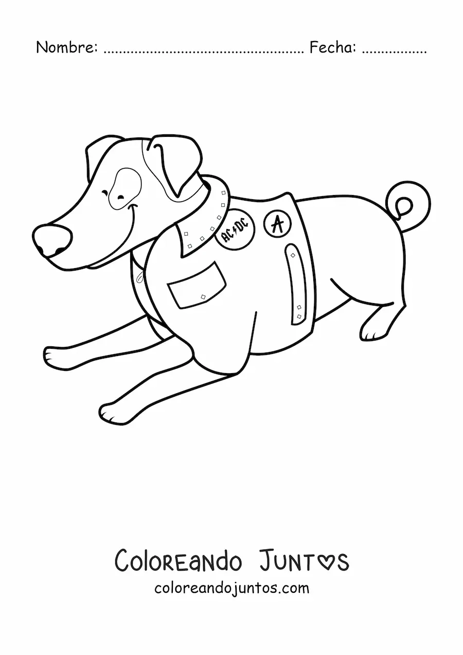 Imagen para colorear de un jack russell terrier acostado usando una chaqueta