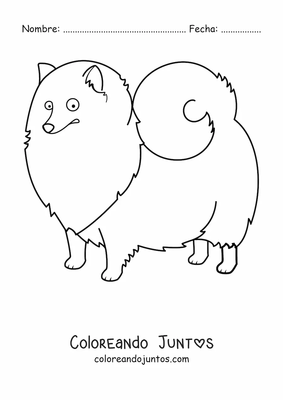 Imagen para colorear de un pomerania