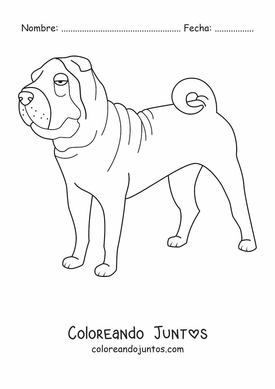 Imagen para colorear de un shar pei