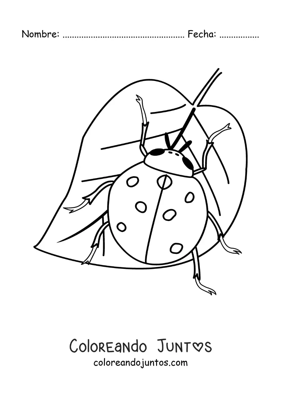 Imagen para colorear de una mariquita realista en una hoja