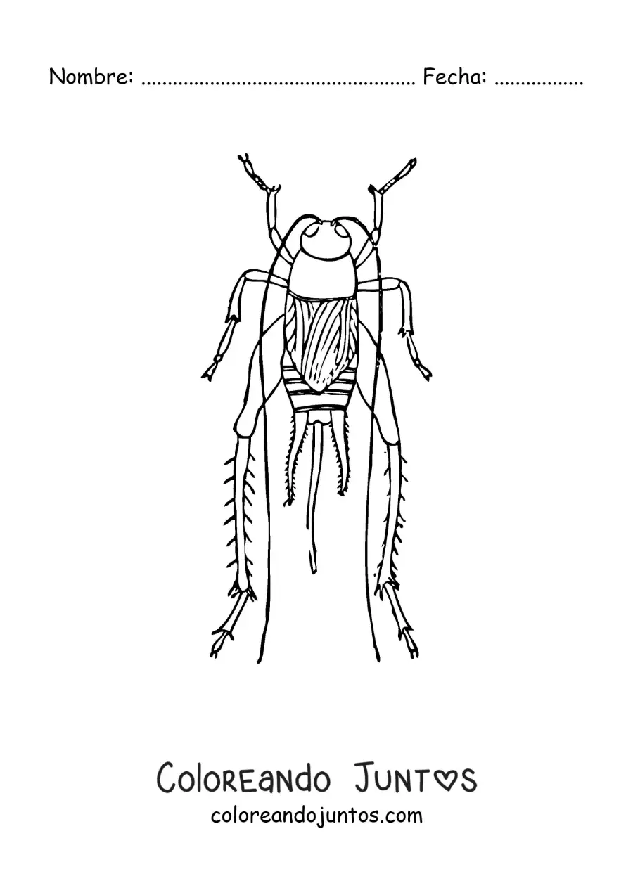 Imagen para colorear de un grillo