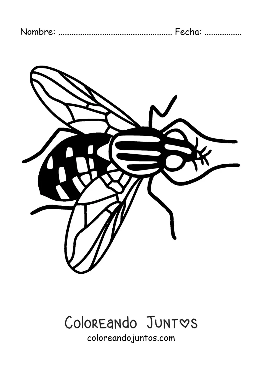 Imagen para colorear de una mosca grande