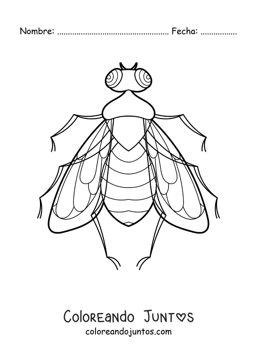 Imagen para colorear de una mosca realista
