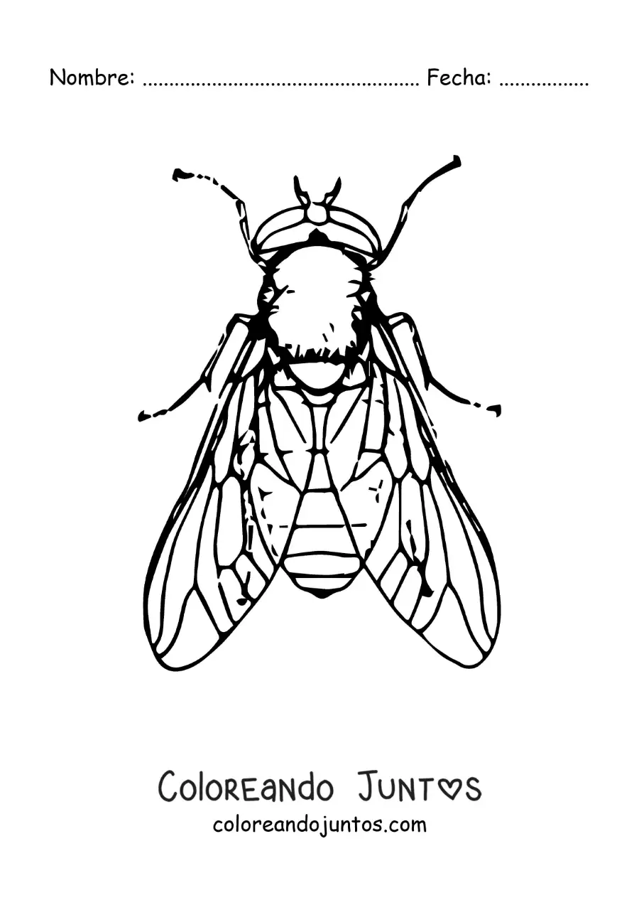 Imagen para colorear de una mosca doméstica realista grande