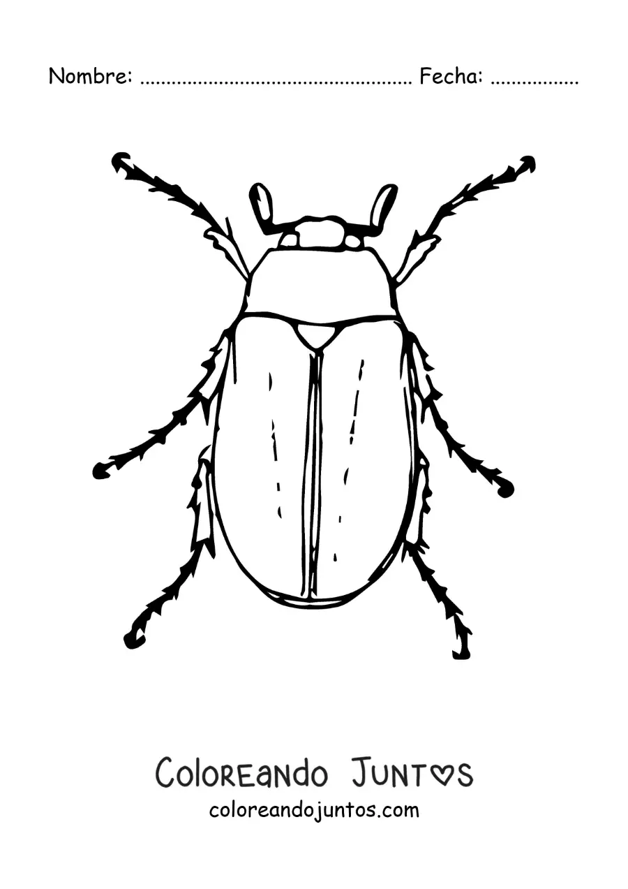 Imagen para colorear de un escarabajo de mayo realista grande