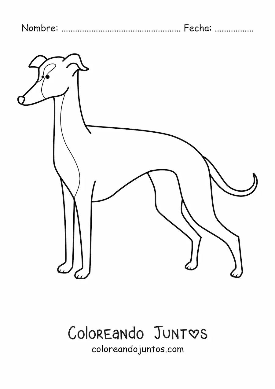 Imagen para colorear de un lebrel italiano