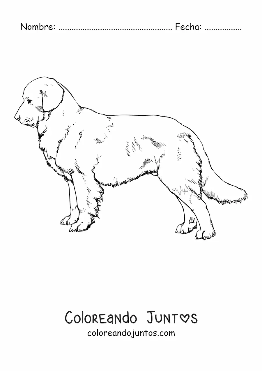 Imagen para colorear de un golden retriever realista