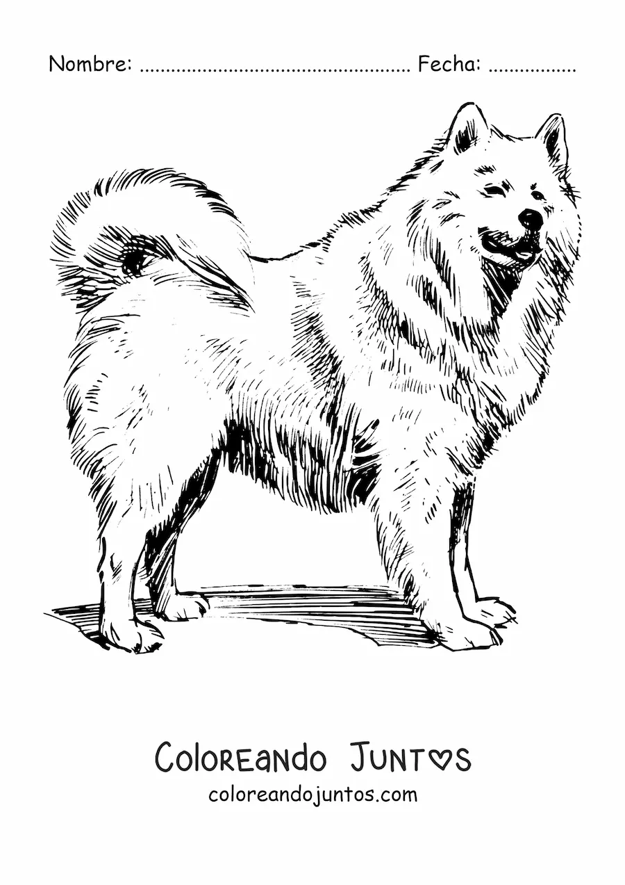 Imagen para colorear de un samoyedo realista