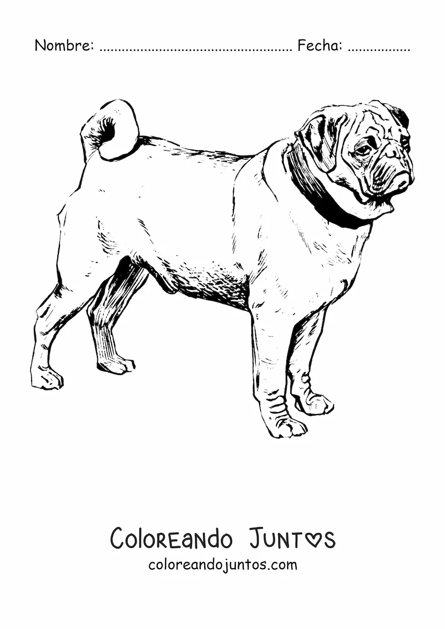 Imagen para colorear de un pug realista