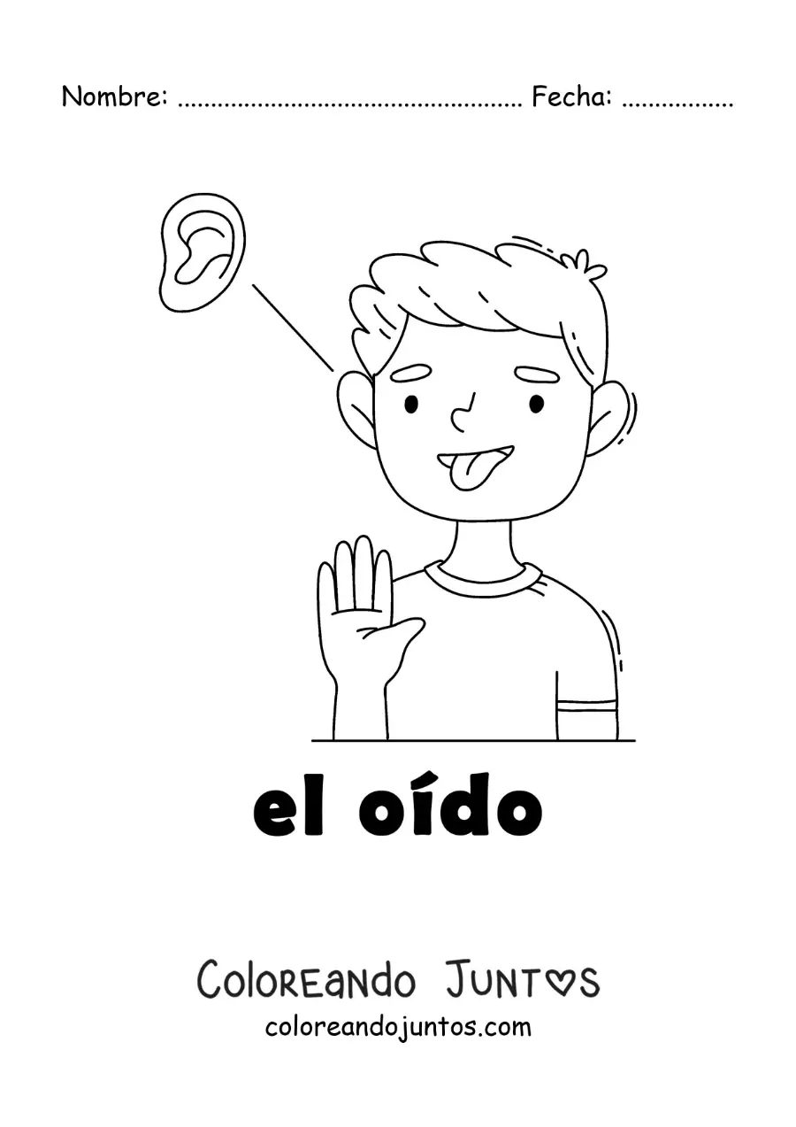 Imagen para colorear de el sentido del oído en el cuerpo humano para niños