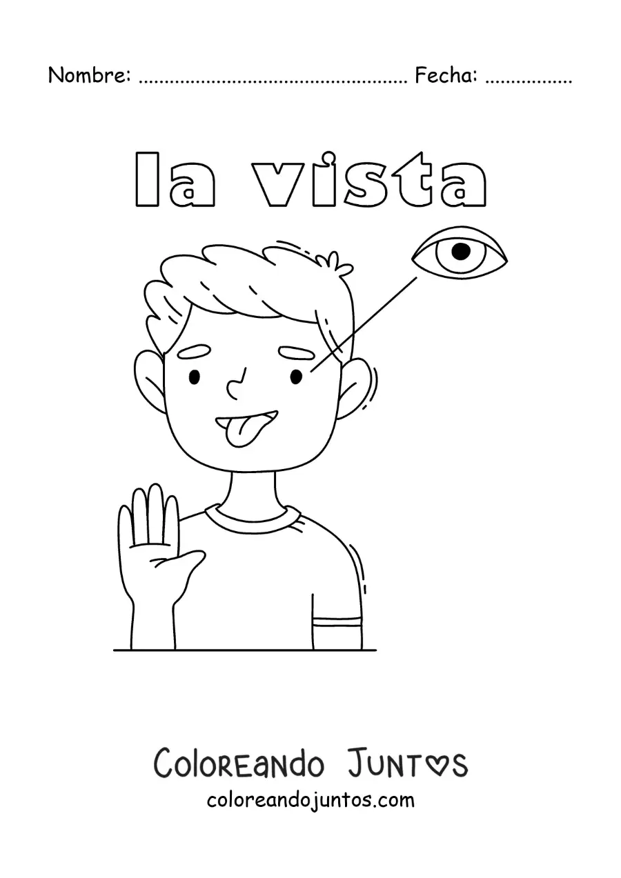 Imagen para colorear de el sentido de la vista en el cuerpo humano