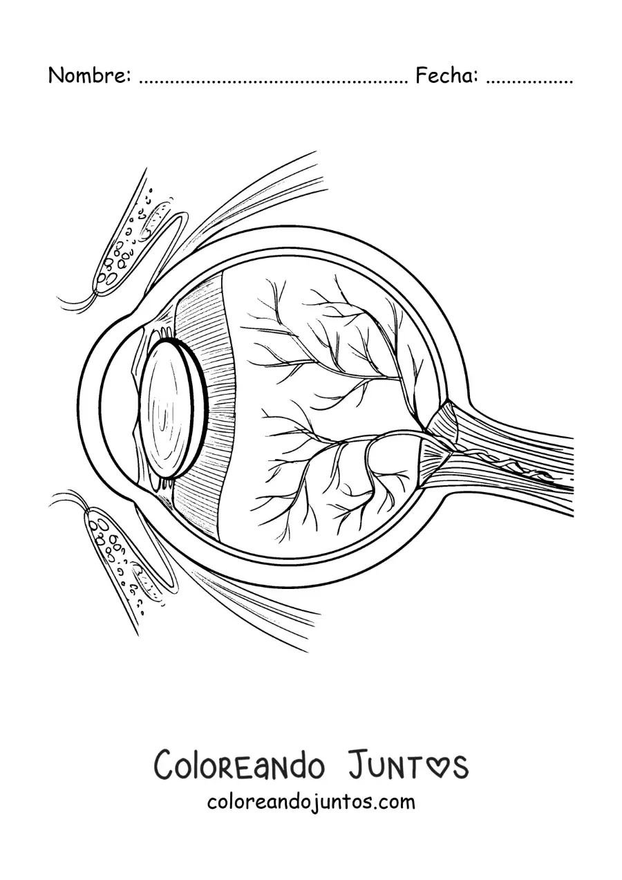 Imagen para colorear de las partes del ojo humano