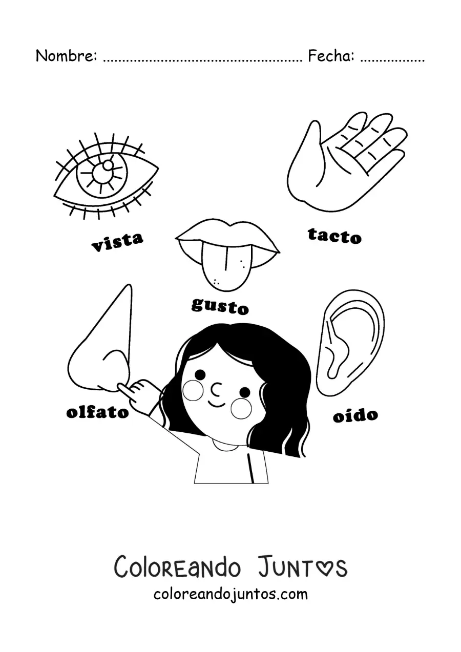 Imagen para colorear de los órganos de los 5 sentidos animados para niños
