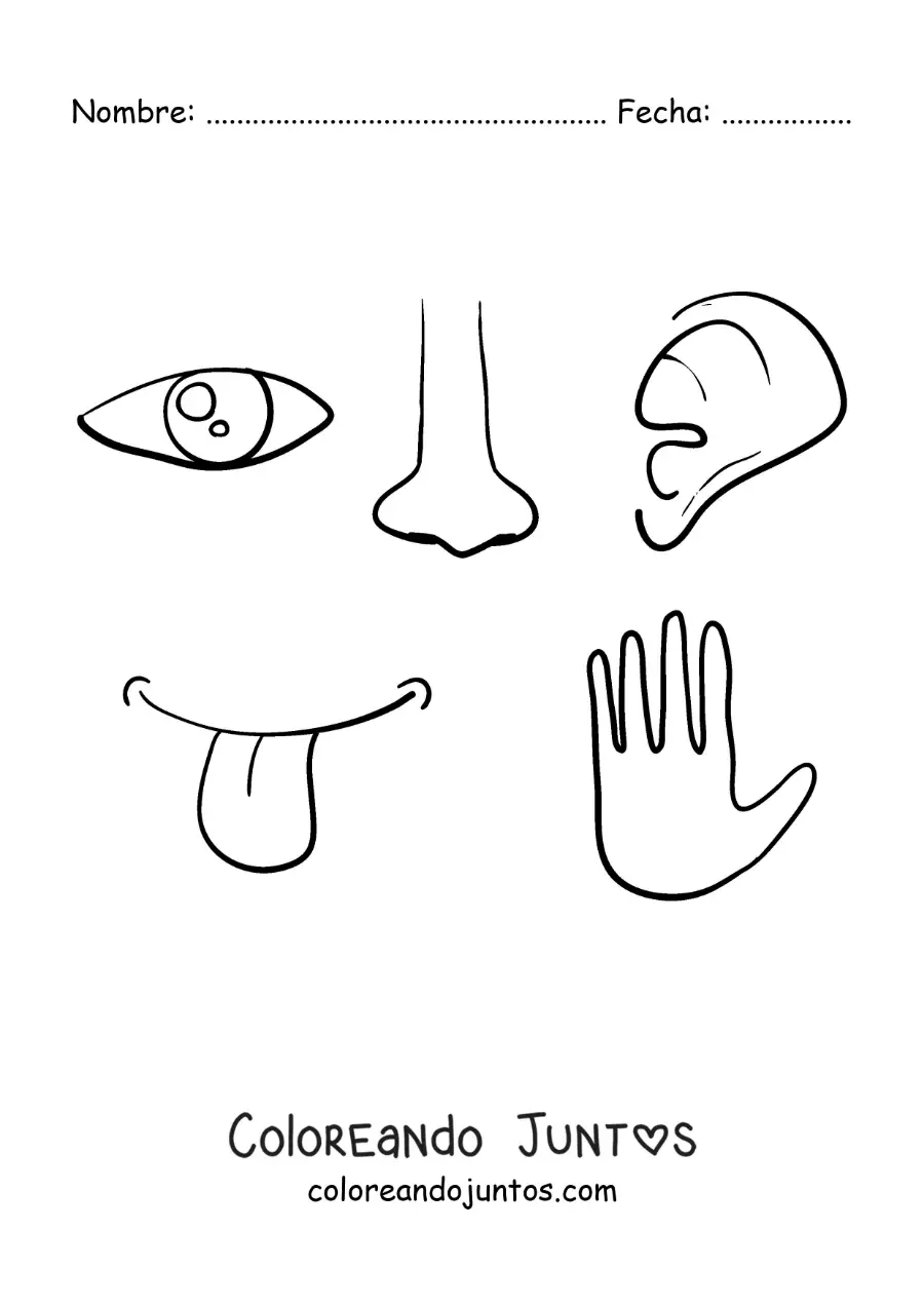Imagen para colorear de partes del cuerpo de los 5 sentidos
