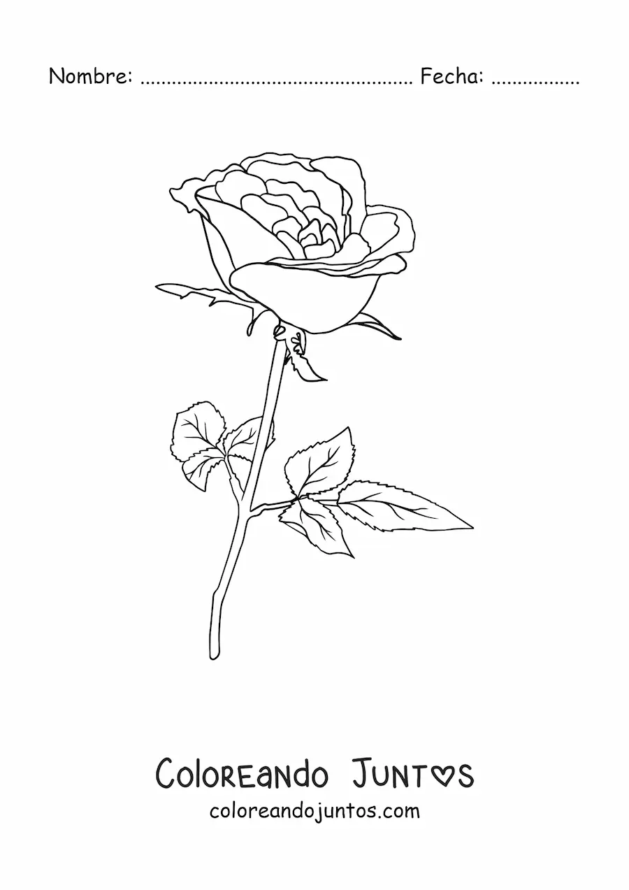 Imagen para colorear de una rosa con hojas