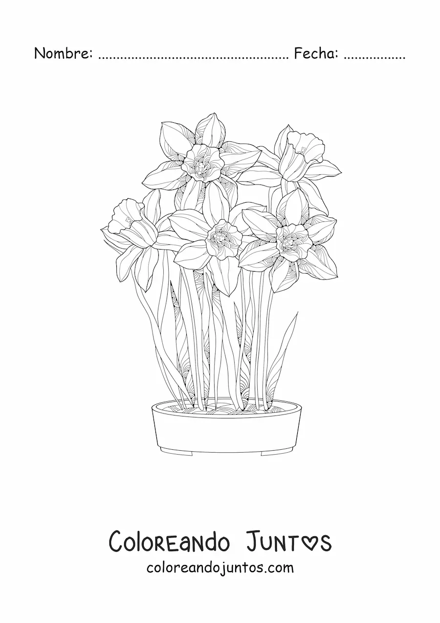Imagen para colorear de varias orquídeas cattleya en una maceta
