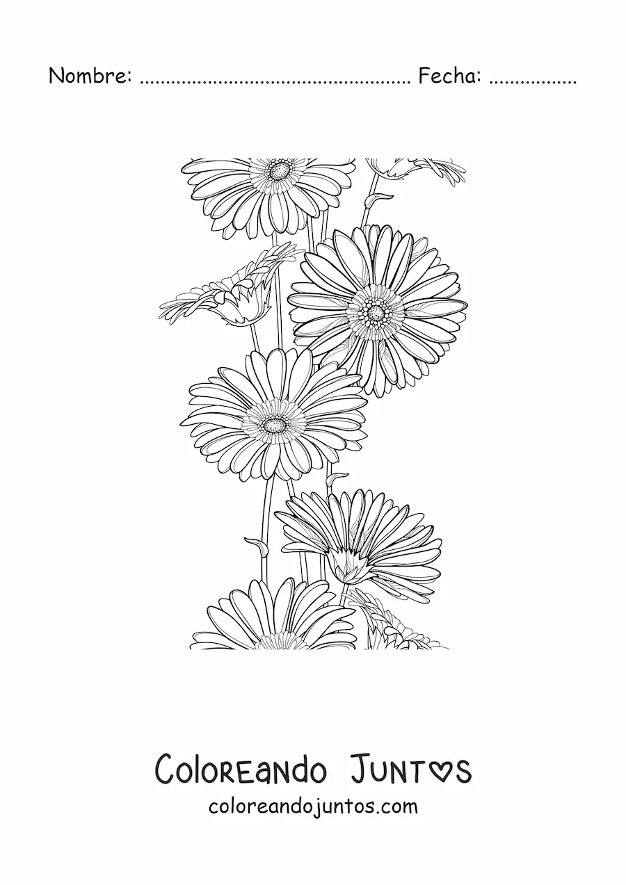 Imagen para colorear de varias margaritas