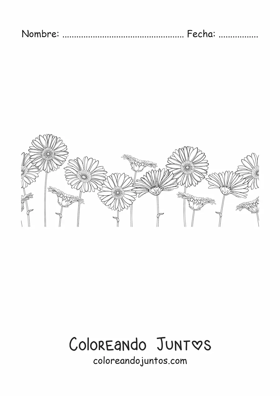 Imagen para colorear de un campo lleno de margaritas
