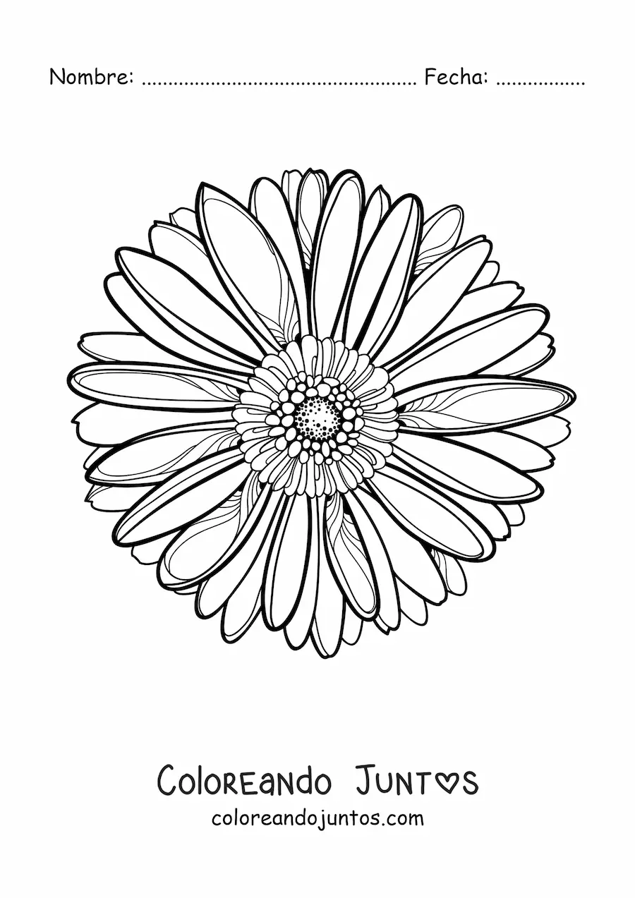Imagen para colorear de una margarita grande realista de frente