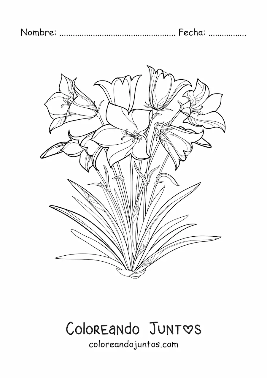 Imagen para colorear de varios lirios en el campo