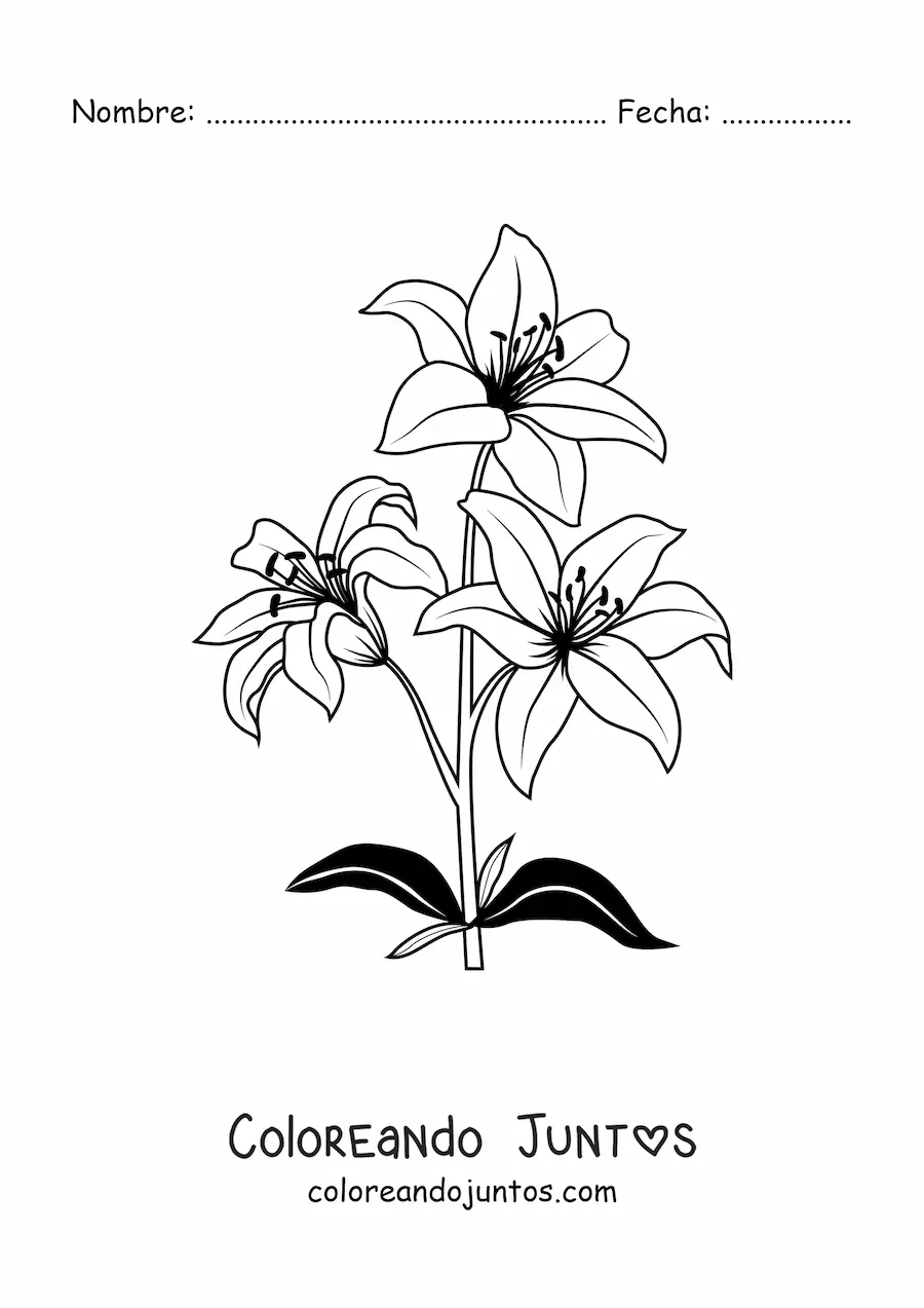 Imagen para colorear de tres lirios