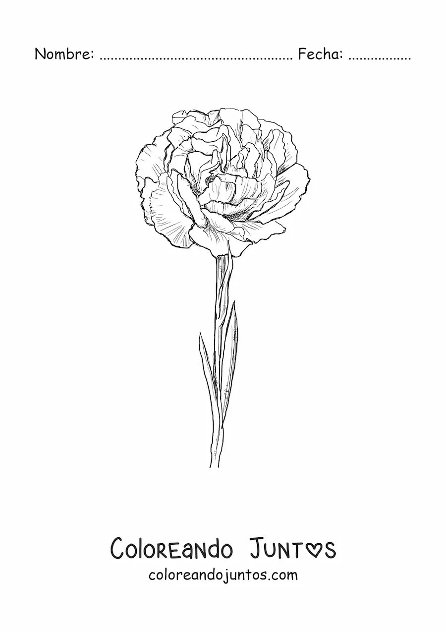 Imagen para colorear de un clavel realista