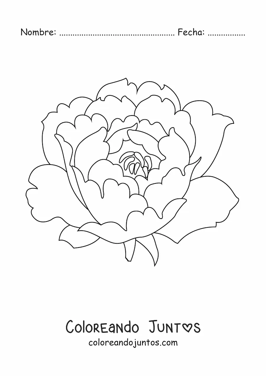 Imagen para colorear de un clavel grande