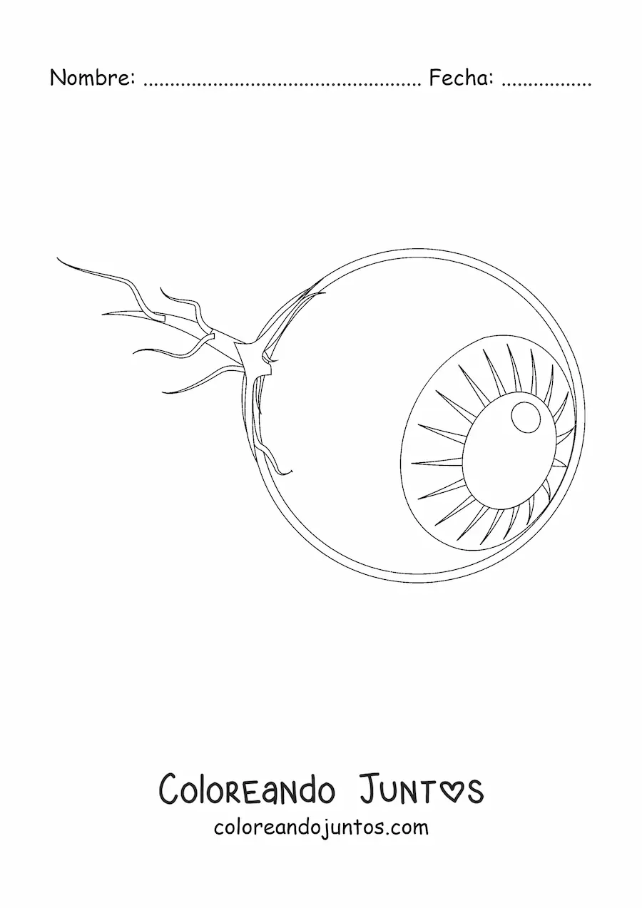 Imagen para colorear de un globo ocular