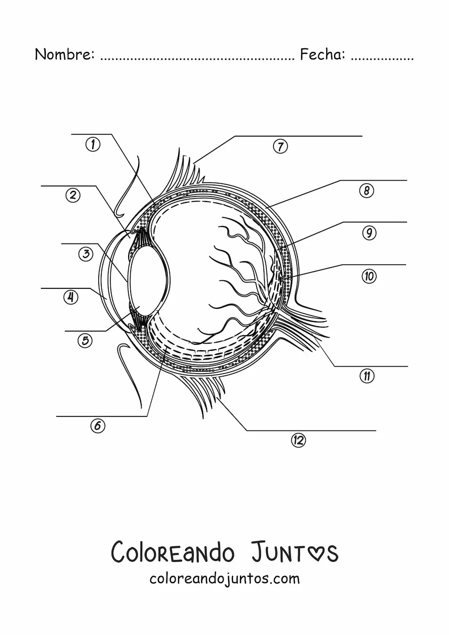Imagen para colorear de una sección transversal de un ojo humano señalando con flechas sus diferentes partes