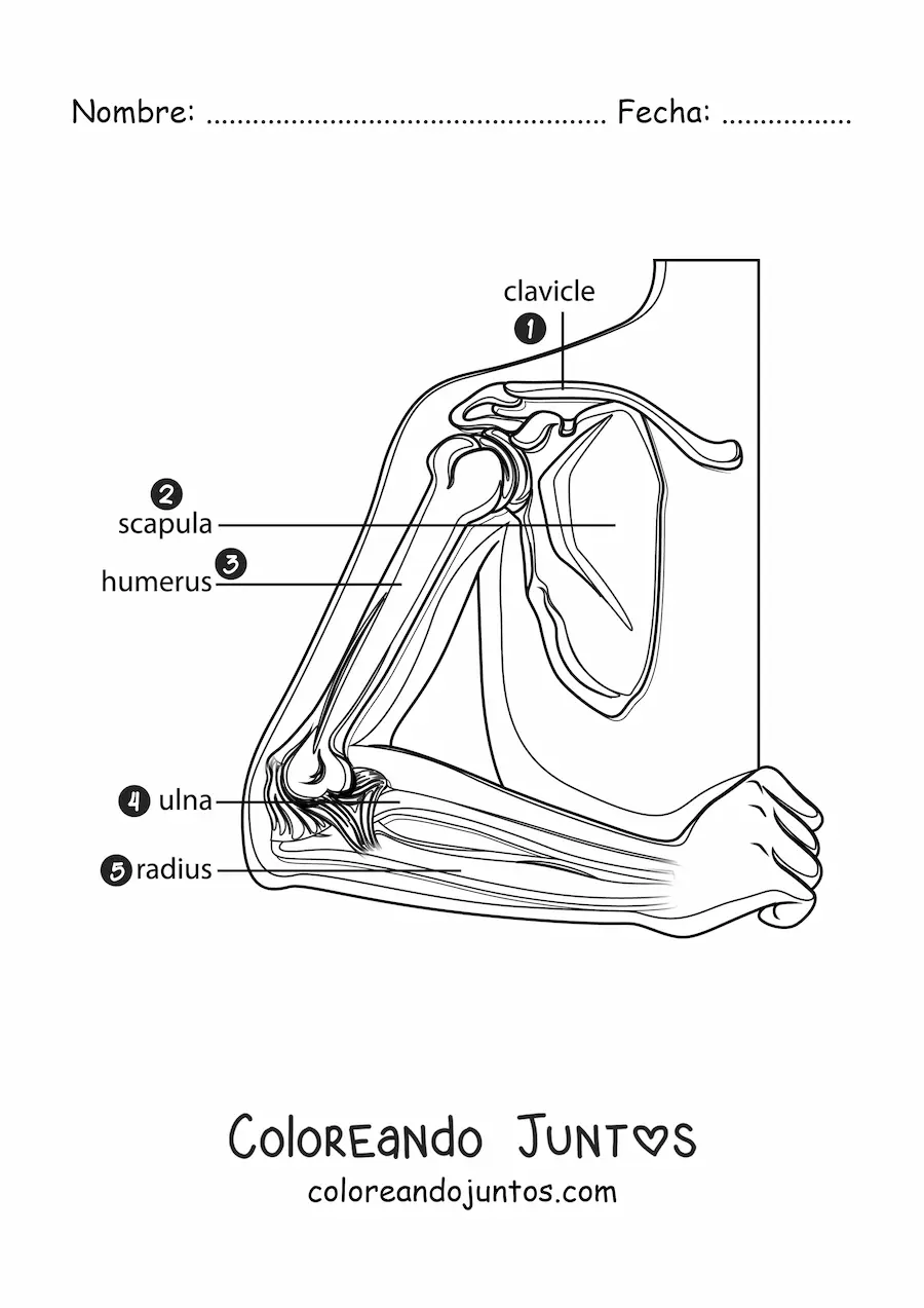 Imagen para colorear de las partes del brazo