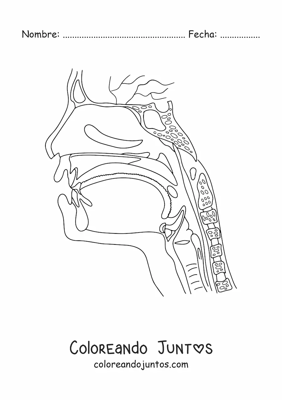 Imagen para colorear de una sección transversal de la cabeza mostrando la anatomía de la garganta y la nariz