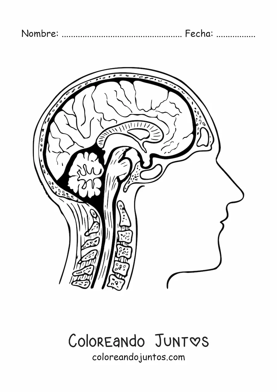 Imagen para colorear de una sección transversal del cerebro mostrando su anatomía y sus partes