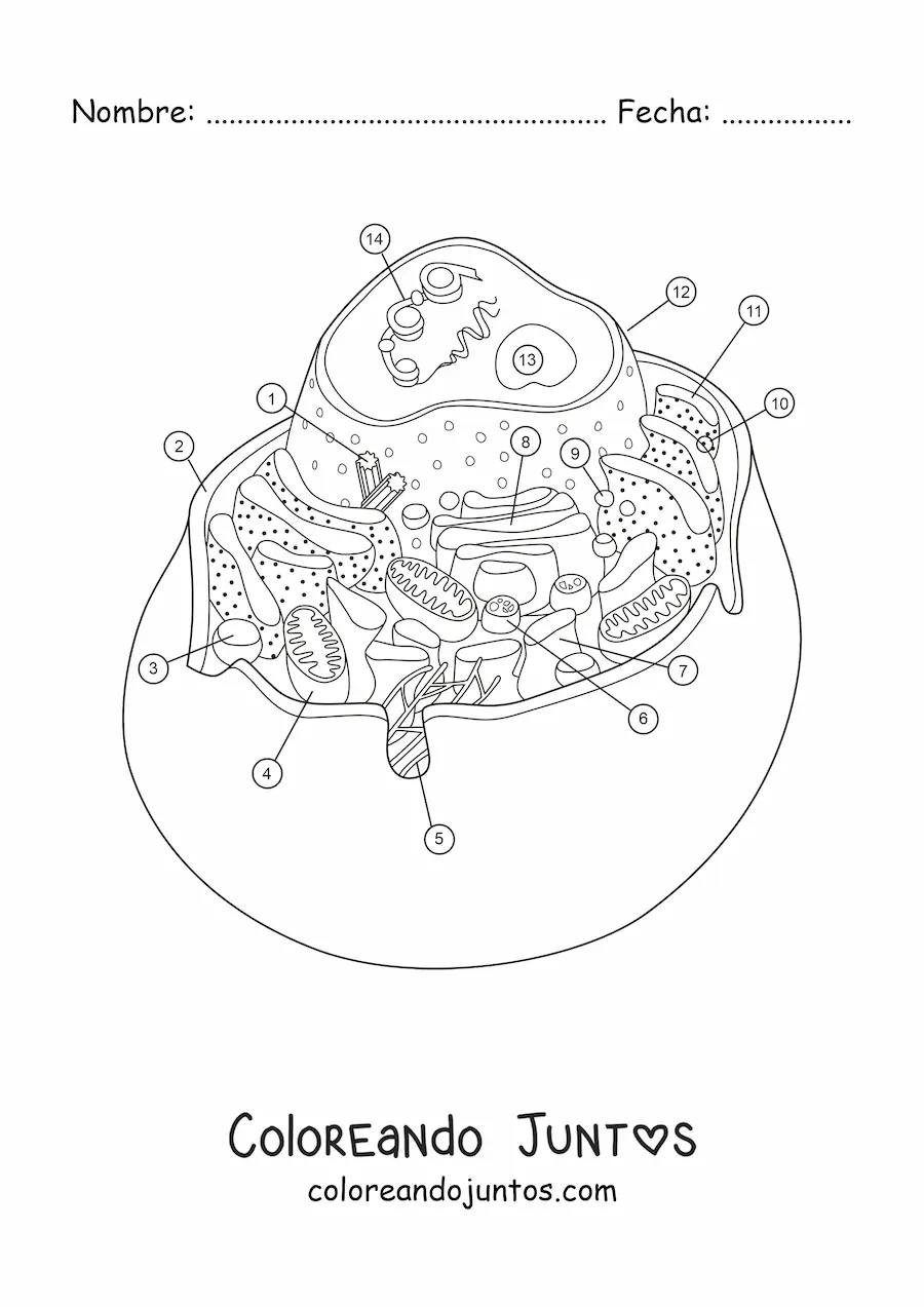 Imagen para colorear de la estructura de una célula animal