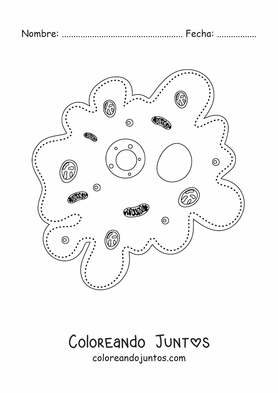Imagen para colorear de las partes de la célula