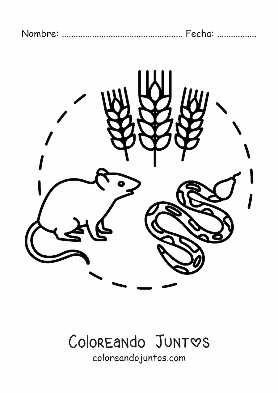 Imagen para colorear de la cadena alimenticia terrestre