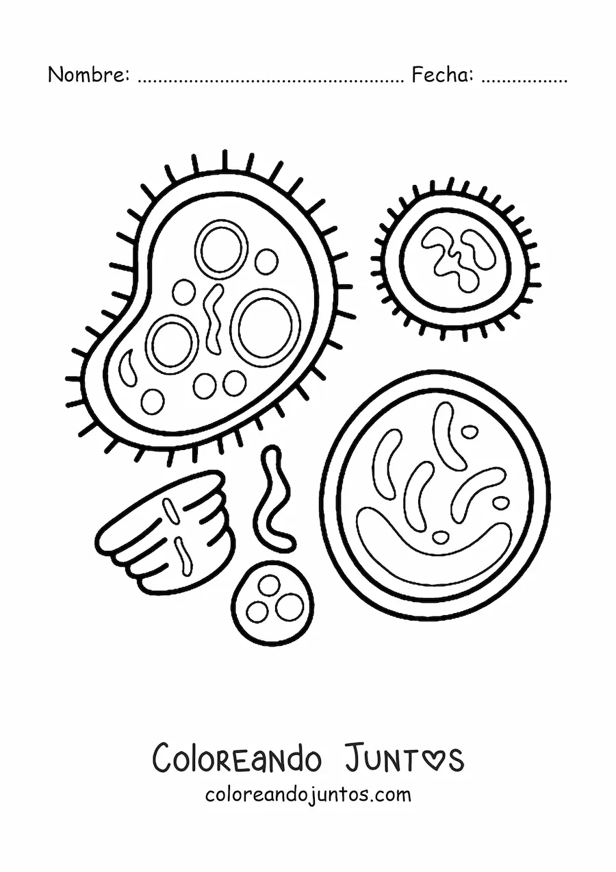 Imagen para colorear de bacterias y células