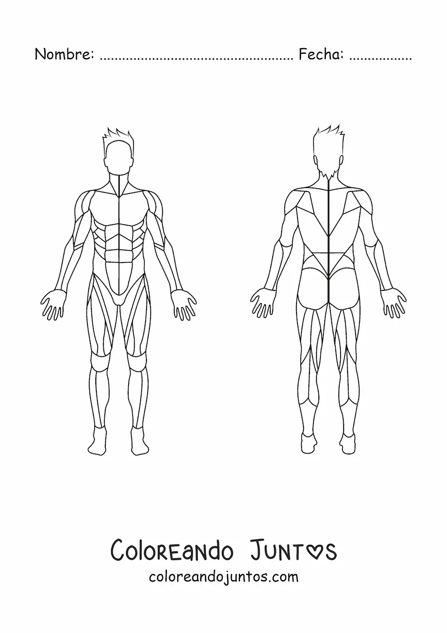 Imagen para colorear del sistema muscular humano