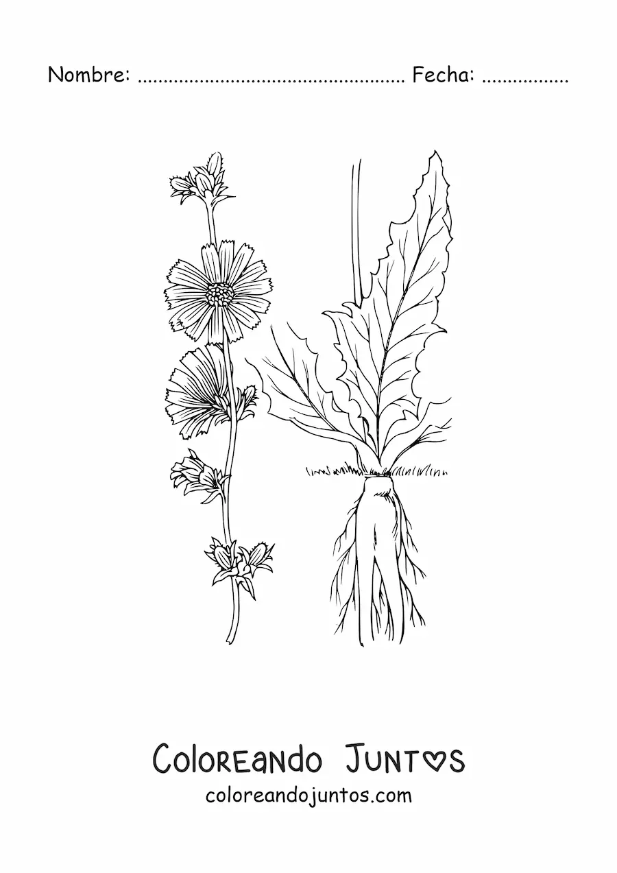 Imagen para colorear de las partes de una planta