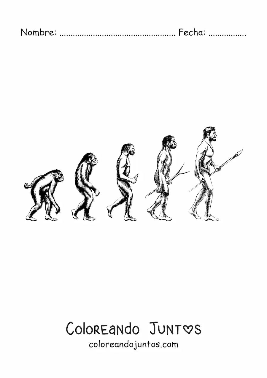 Imagen para colorear de la evolución humana