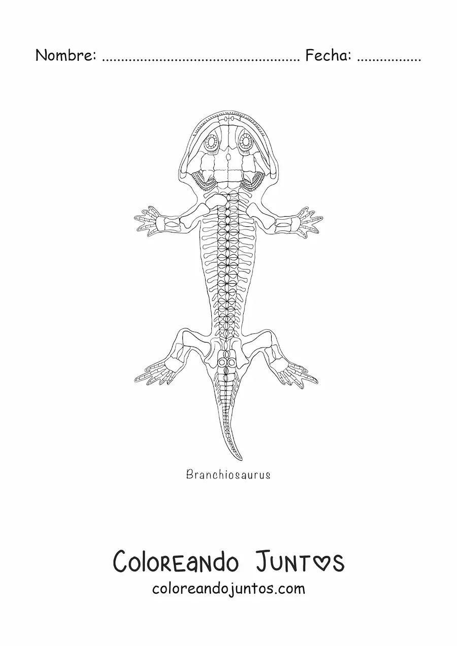 Imagen para colorear de un fósil de anfibio braquiosaurio