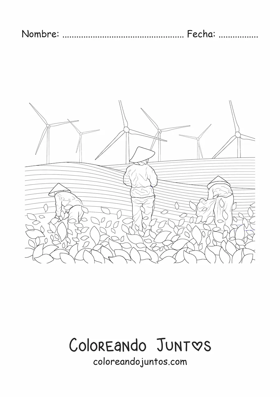 Imagen para colorear de un campo de cultivo de arroz