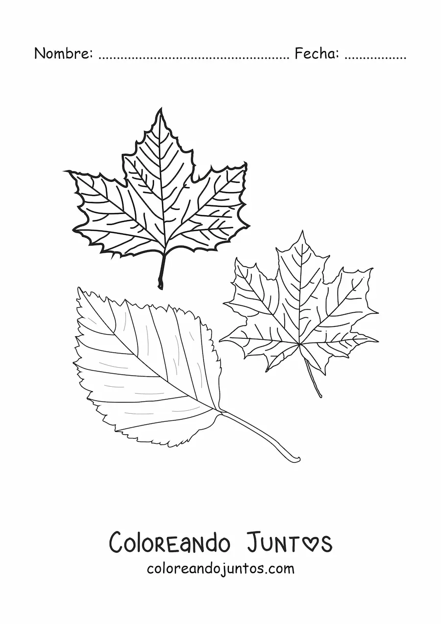 Imagen para colorear de dos hojas secas de otoño