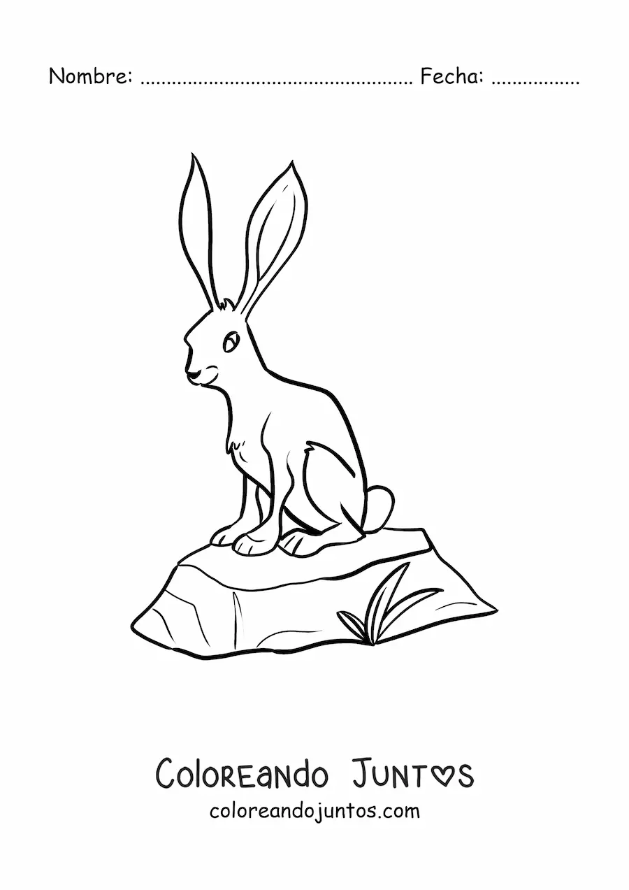 Imagen para colorear de una liebre del desierto
