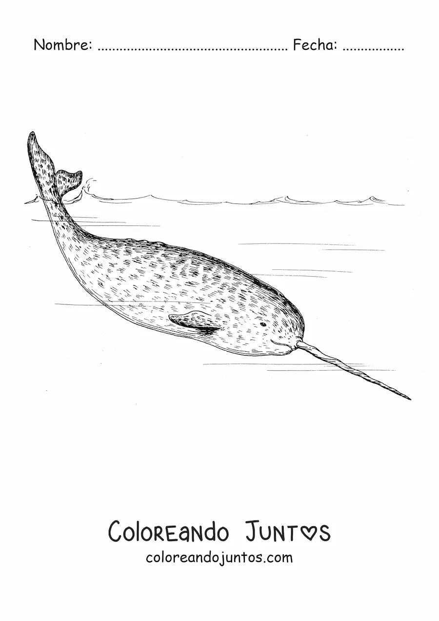 Imagen para colorear de un narval nadando en el mar