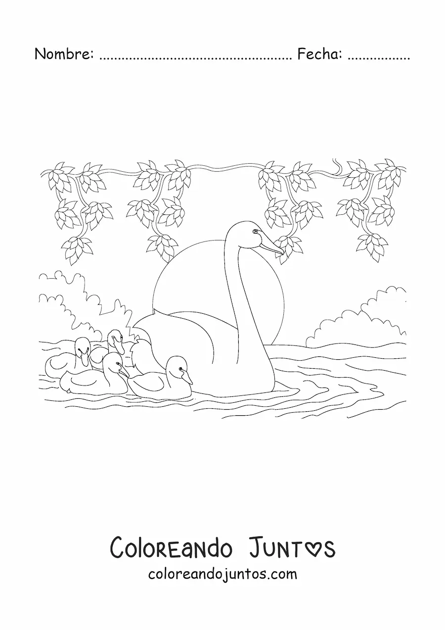 Imagen para colorear de varios cisnes nadando en el lago