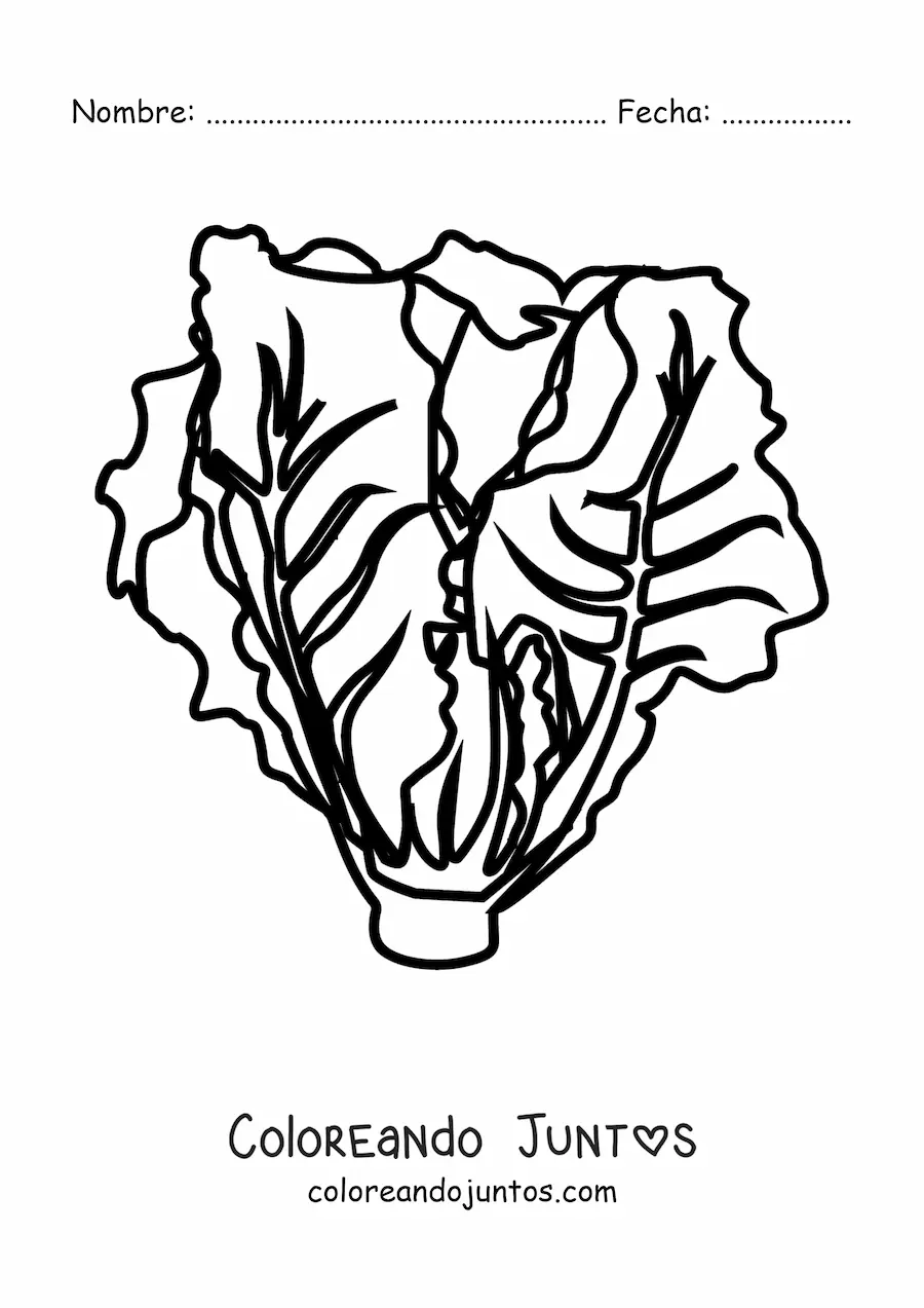 Imagen para colorear de una lechuga romana