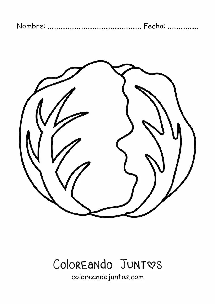 Imagen para colorear de una lechuga arrepollada