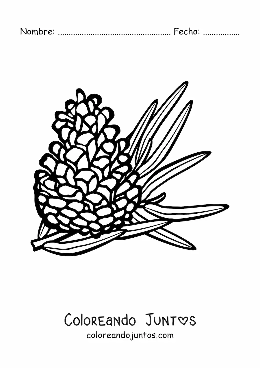Imagen para colorear de un piñón con hoja de pino