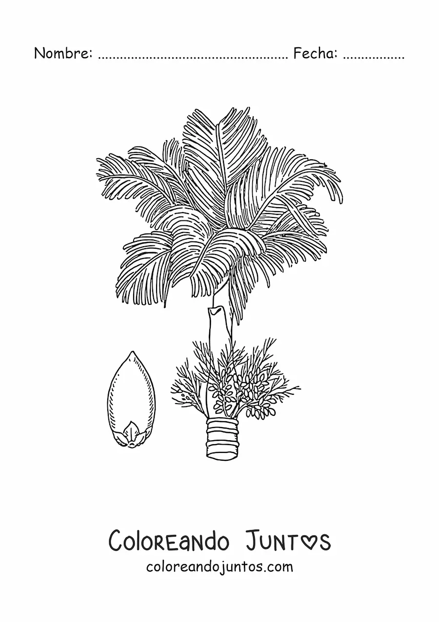 Imagen para colorear de una palma del betel